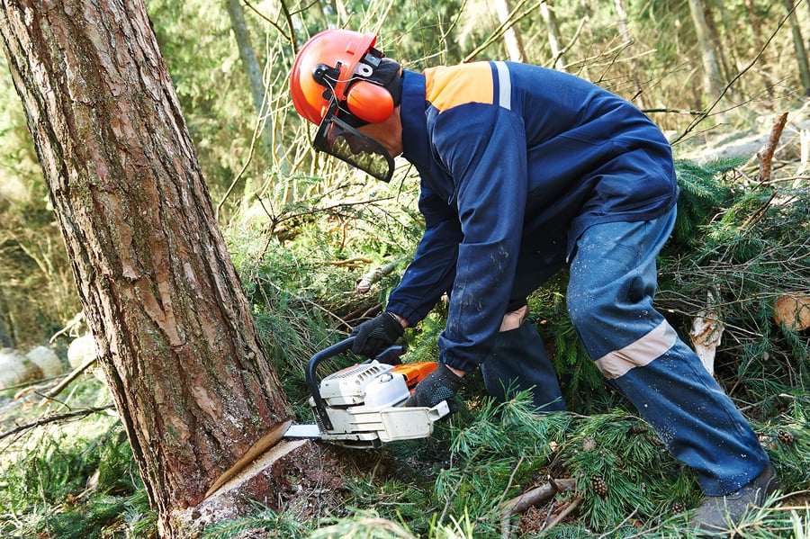 Professional tree trimming in Buffalo